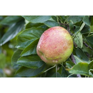 Frischer, reifer Apfel am Zwergobst-Apfelbaum von GROW by OBI. Ideal für kleine Gärten.