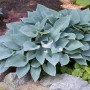 Blau-graue Funkie (Hosta) im Topf, ca. 13 cm Durchmesser. Dekorative Gartenpflanze für schattige Standorte.