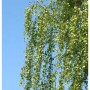 Birke Long Trunk 125-150cm - Betula pendula