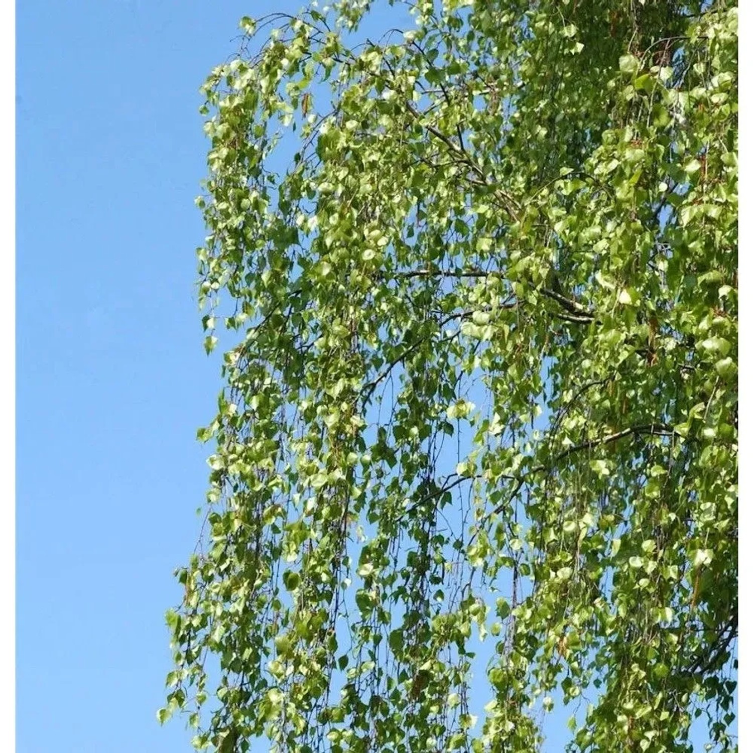 Birke Long Trunk 125-150cm - Betula pendula