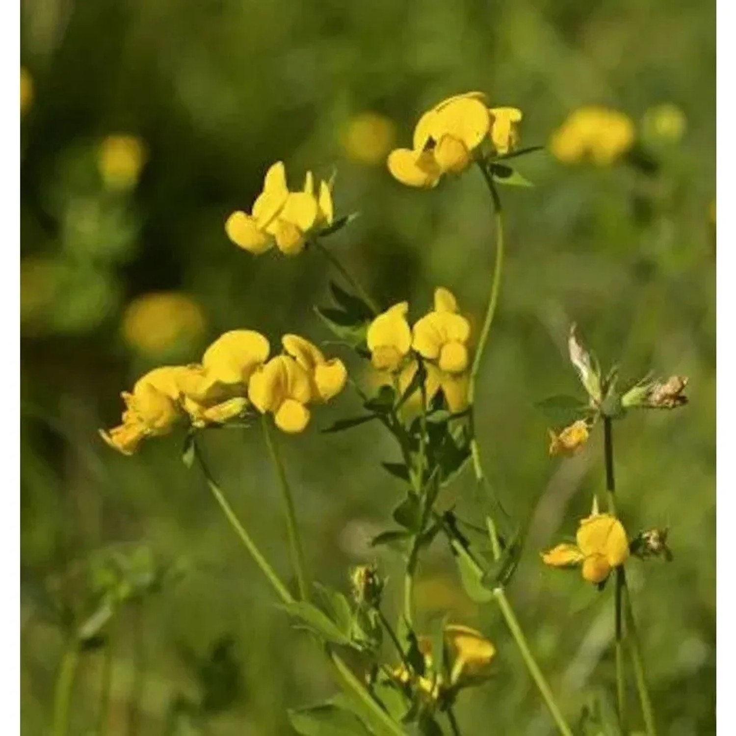 Gewöhnlicher Hornklee - Lotus corniculatus
