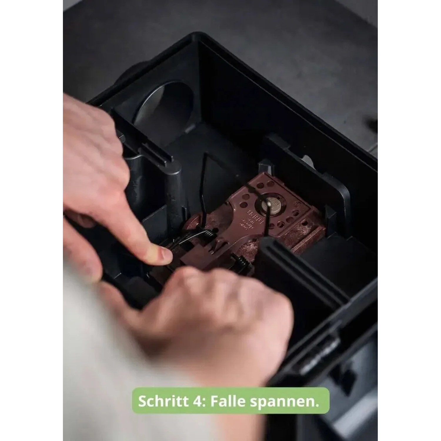 Rattenfalle spannen: Hände spannen Schlagfalle in Köderbox für Rattenbekämpfung.