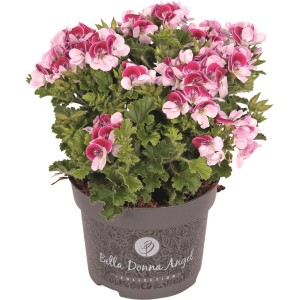GROW by OBI Geranie Angel Nina im Topf, rosa-weiße Blüten. Sommerpflanze für Balkon und Garten.
