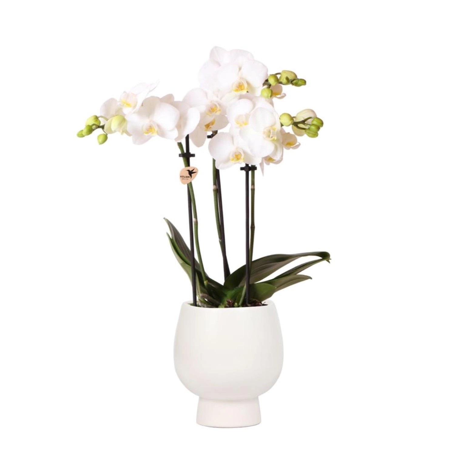 Kolibri Orchids Weiße Phalaenopsis Orchidee Amabilis & Scandic Ziertopf Weiß Topfgröße 9cm 40cm Hoch