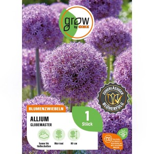 Purpur Zierlauch Globemaster (Allium macleanii), große, kugelförmige Blütenstände. Blumenzwiebeln für Beet und Rabatten.