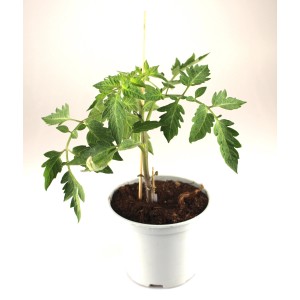 Junge Klingelhöfer Tomate Sondersorte im Topf (Ø 11cm) mit Stützstab.