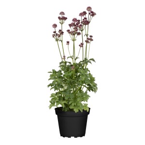 Große Sterndolde 'Pink Button' im Topf, rosa Blüten, grüne Blätter. Ideal für Garten und Beet.
