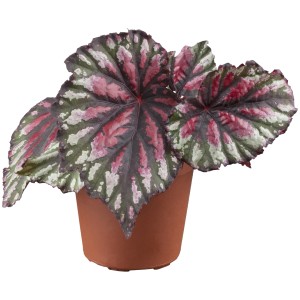 Begonie brevirimosa im Topf mit pink-grün gemusterten Blättern.
