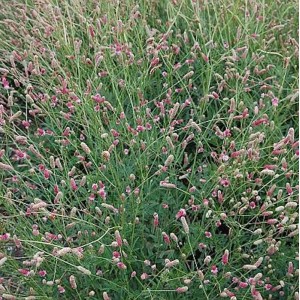 Wiesenknopf Pink Tanna (Sanguisorba officinalis) mit zarten, pinkfarbenen Blüten.