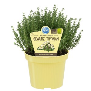 Blu Echter Thymian im Topf (ca. 12cm Ø), ein aromatisches Küchenkraut mit violetten Blüten.