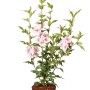 Garten-Eibisch 'Starburst Chiffon' im Topf mit weißen Blüten und rosa Zeichnung.