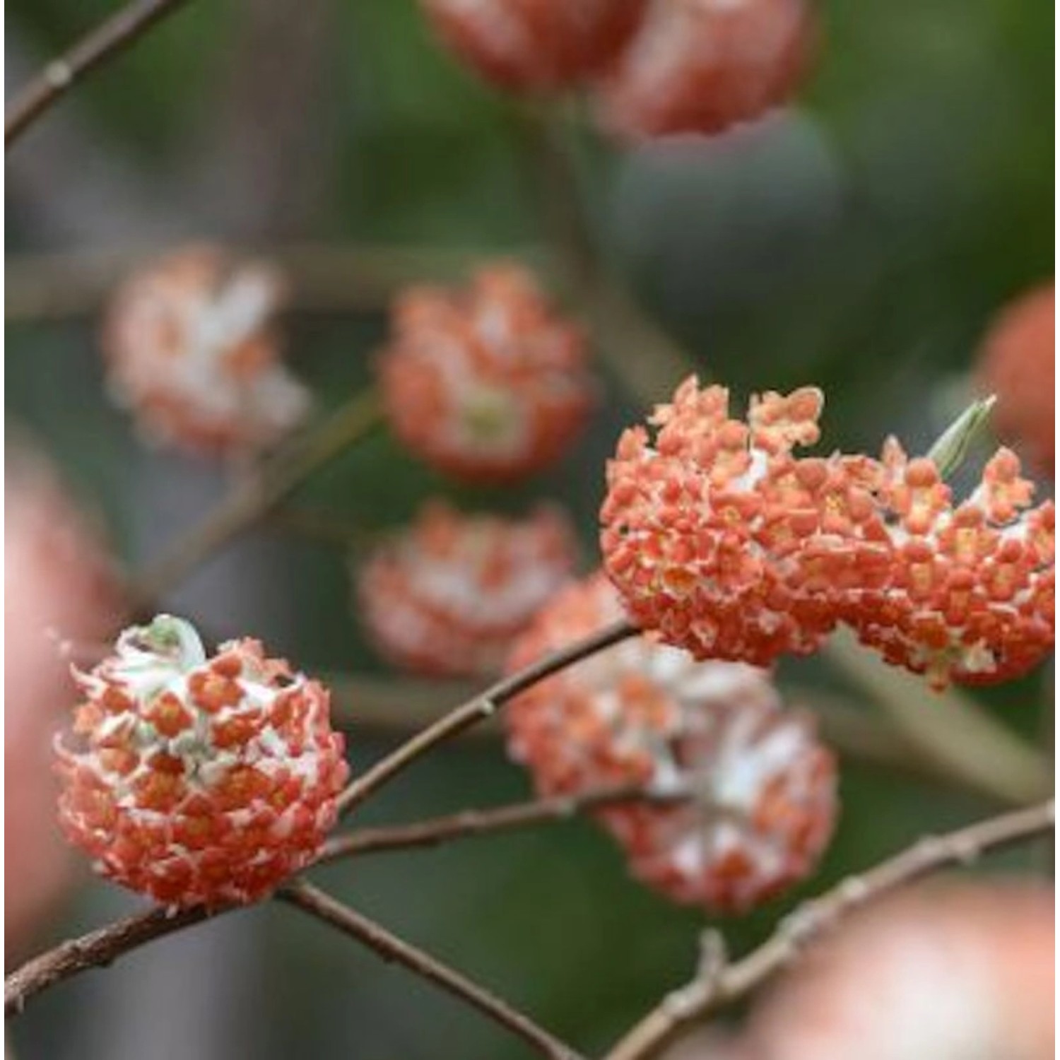 Japanischer Papierbusch Red Dragon 30-40cm - Edgeworthia chrysantha günstig online kaufen