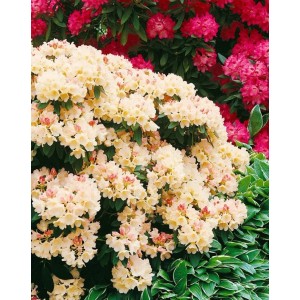 Gelber Rhododendron Yakushimanum Golden Torch mit üppigen Blüten im Garten.