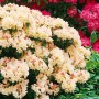 Gelber Rhododendron Yakushimanum Golden Torch mit üppigen Blüten im Garten.