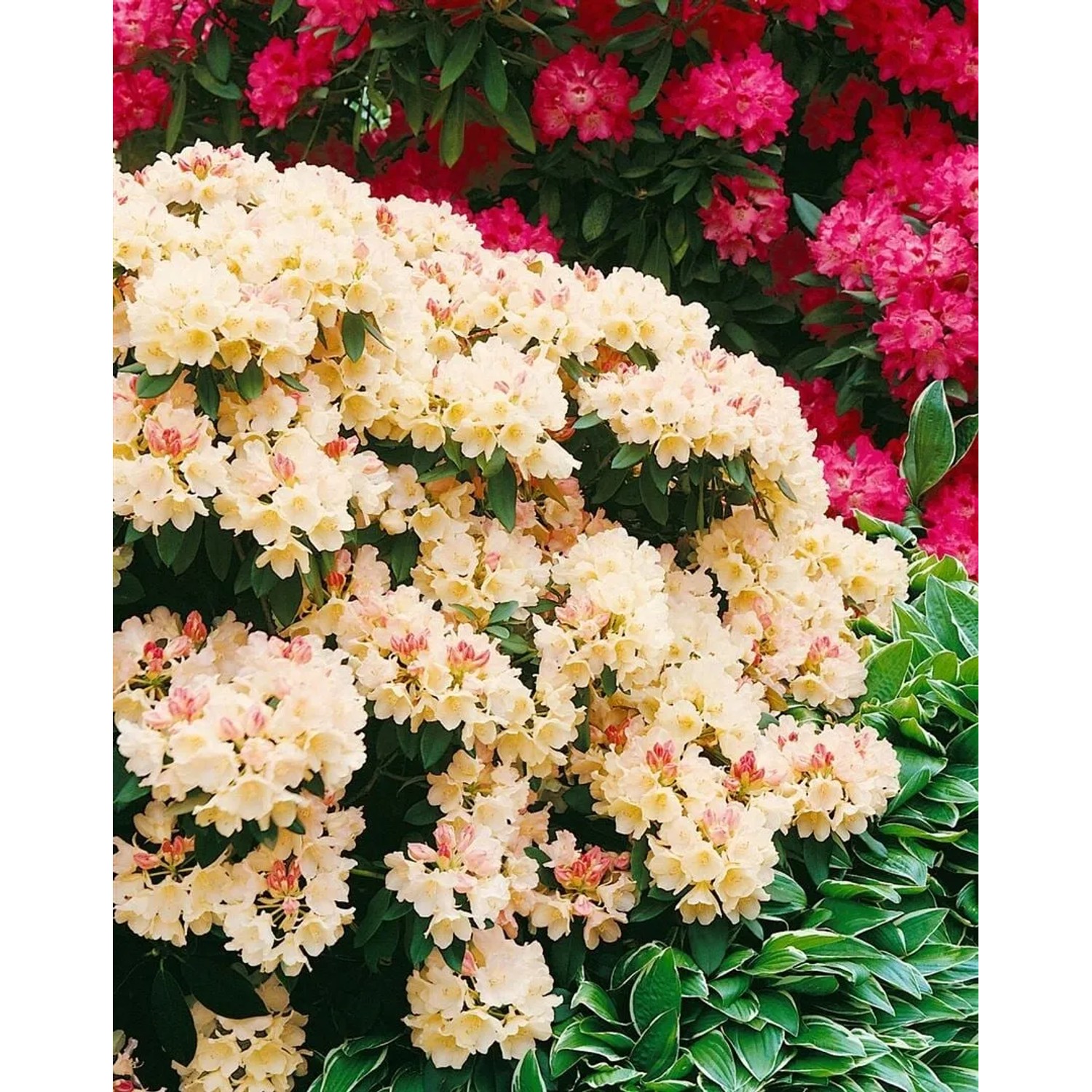 Gelber Rhododendron Yakushimanum Golden Torch mit üppigen Blüten im Garten.