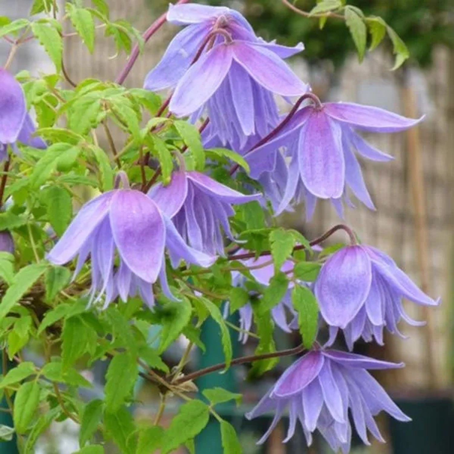 Alpen-Waldrebe 'Frankie' Clematis alpina 50 bis 60 cm im Container Glockenförmige Blüten