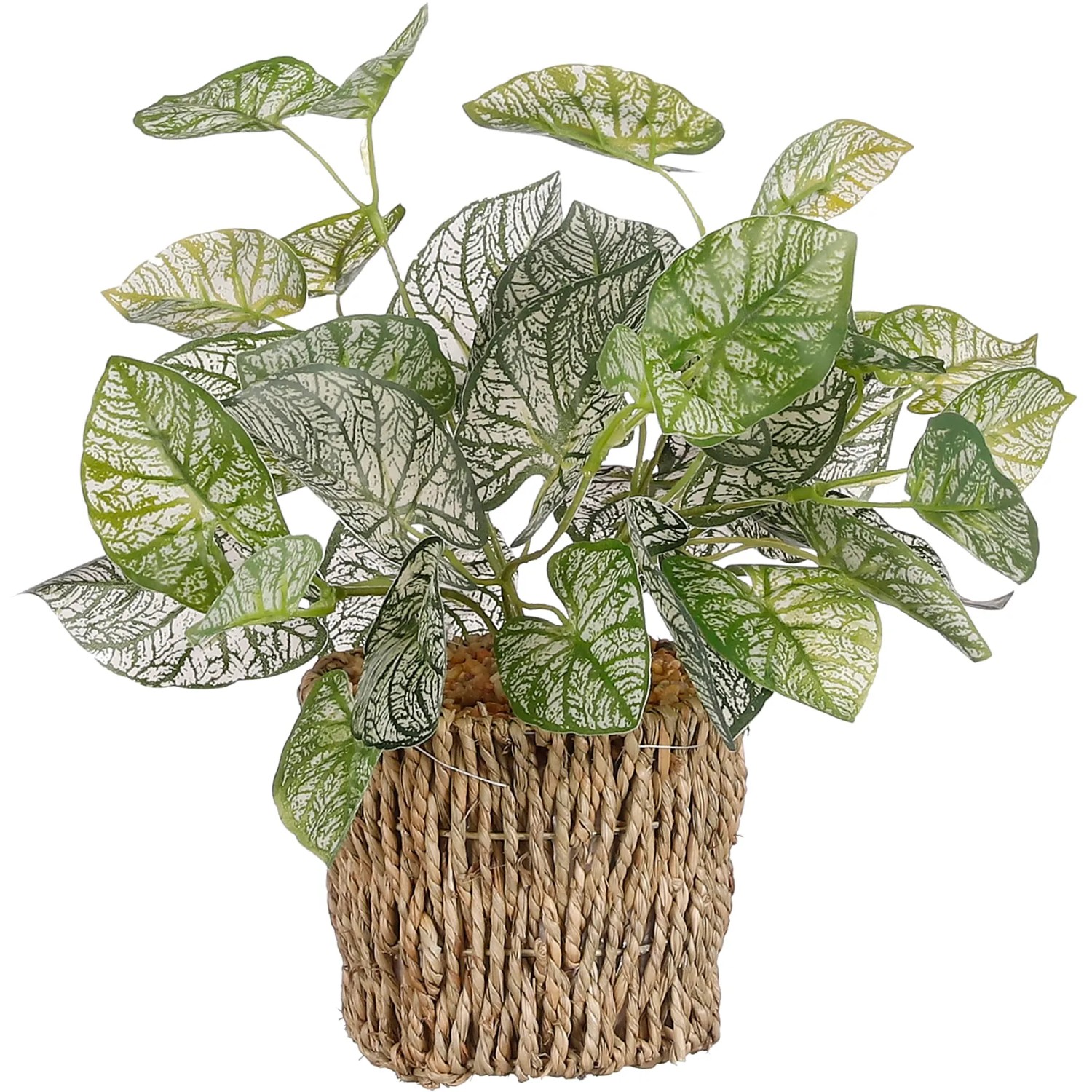 kentia palme im freien Kentiapalme  Elegante Zimmerpflanze fr drinnen und drauen  XXLplant