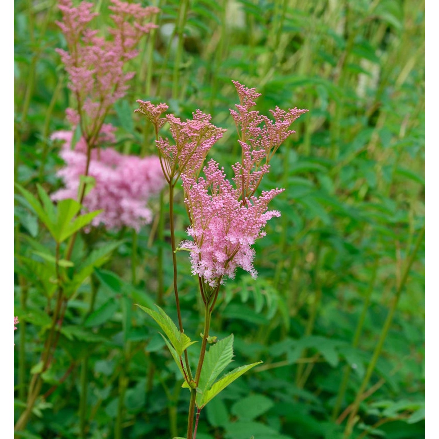 Scheinspiere Rubra - Filipendula palmata günstig online kaufen