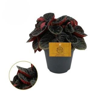 GROW by OBI Zwergpfeffer "Chocolat " Topf-Ø ca. 12 cm Peperomia caperata