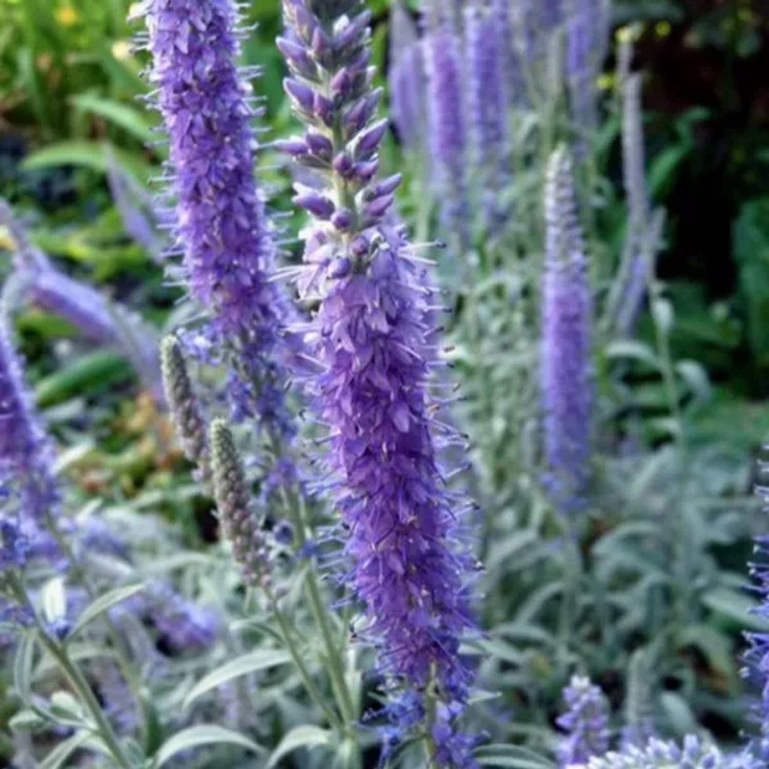 6 x Ehrenpreis 'Incana' Veronica spicata Topf 9cm Schnittblume