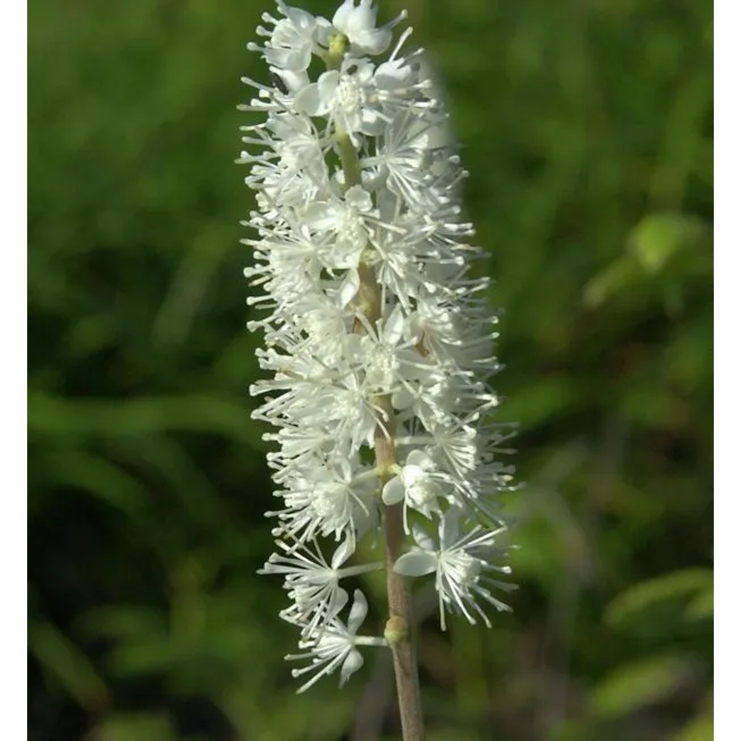 Traubensilberkerze - Actaea simplex