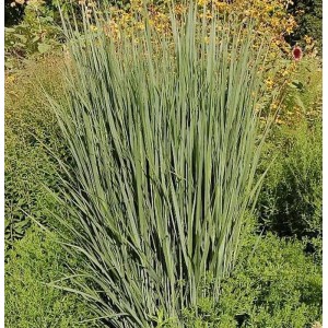 Rutenhirse Northwind - großer Topf - Panicum virgatum