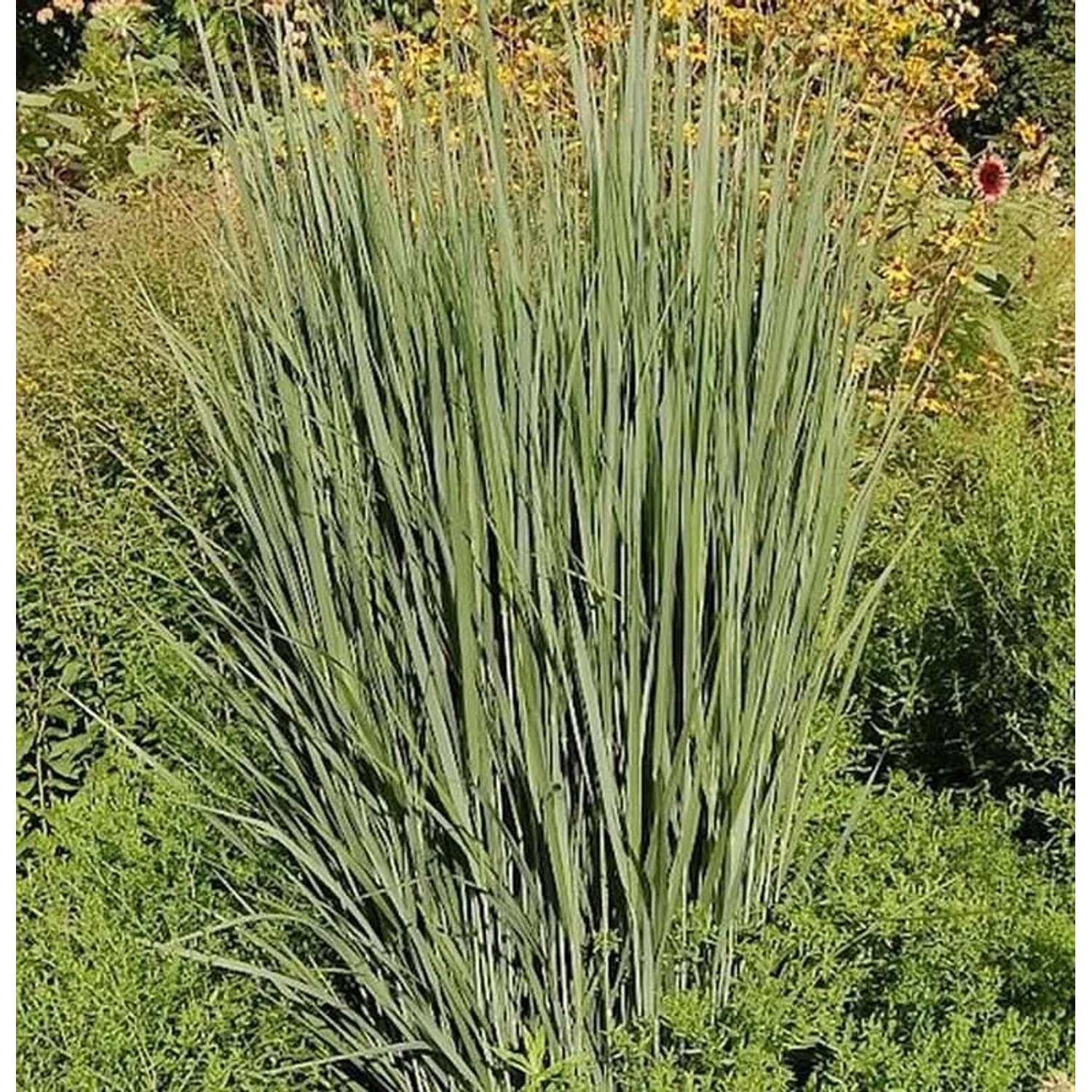 Rutenhirse Northwind - großer Topf - Panicum virgatum