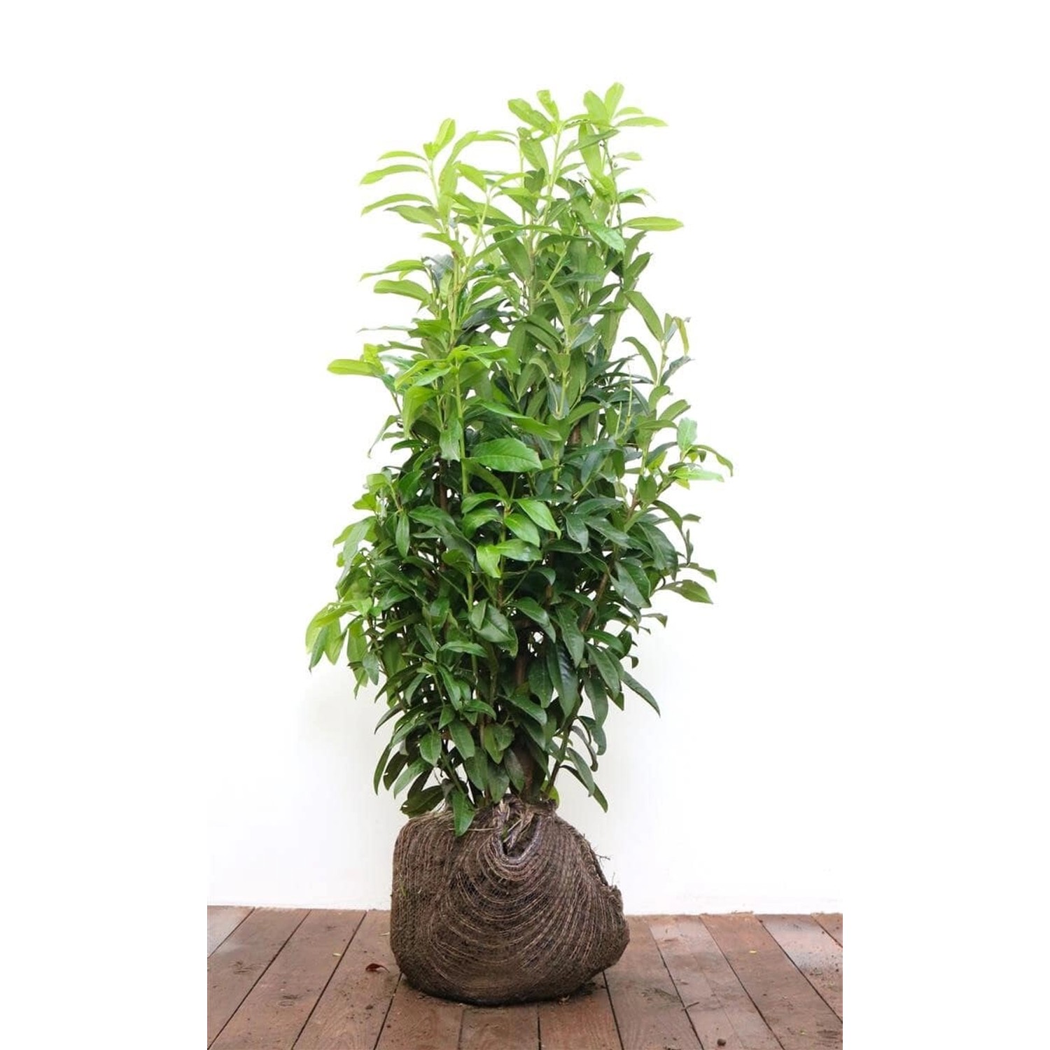 Prunus laurocerasus 'Genolia' -R- 80-100 cm günstig online kaufen