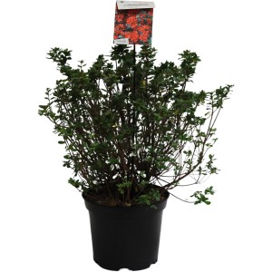 Japanische Azalee 'Addy Wery' im 10l Topf, ca. 20-40 cm hoch.