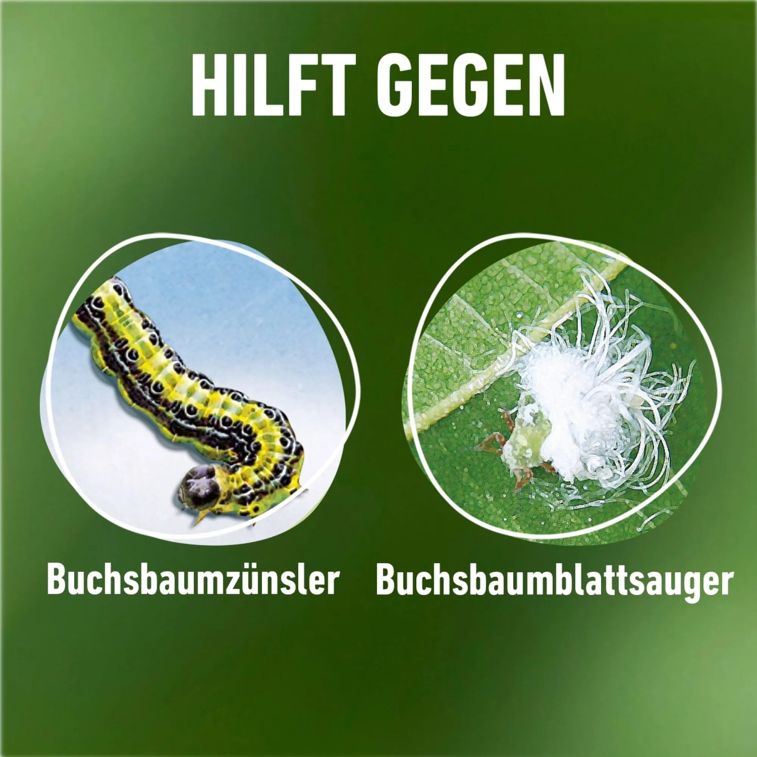 Compo Buchsbaumzünsler K.O.: Darstellung von Buchsbaumzünsler und Buchsbaumblattsauger.