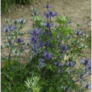 Dreiteilige Mannstreu (Eryngium tripartitum) mit blauen Blüten im Garten.