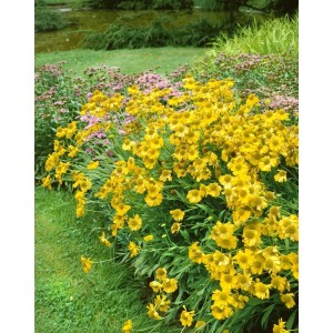 Sonnenbraut 'Sonnenwunder' mit leuchtend gelben Blüten im Gartenbeet.