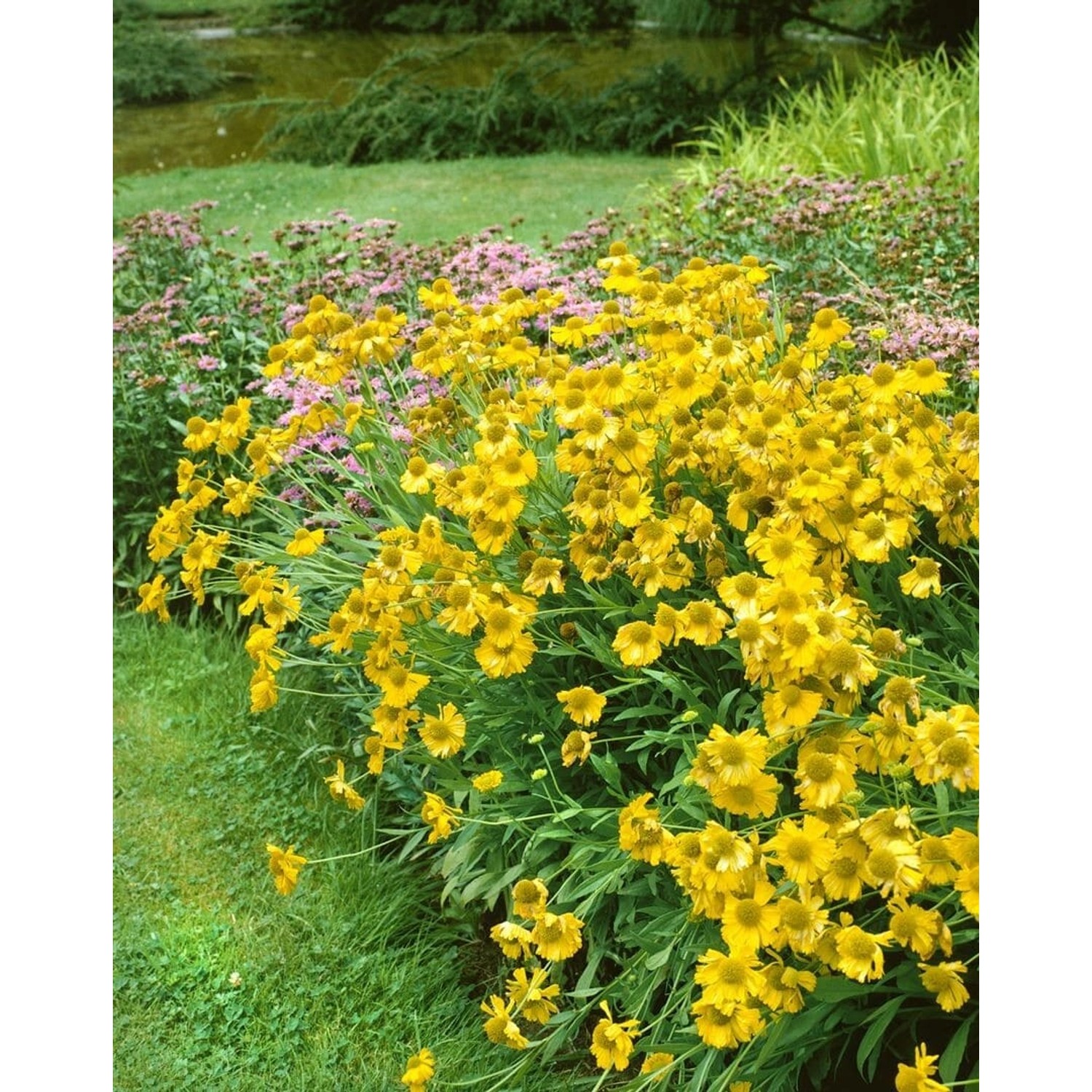 Helenium X Cult. Sonnenwunder Sonnenbraut Ca. 11x11 cm Topf günstig online kaufen