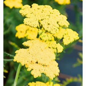 Gelbe Schafgarbe Summer Fruits Lemon (Achillea millefolium) im Detail.