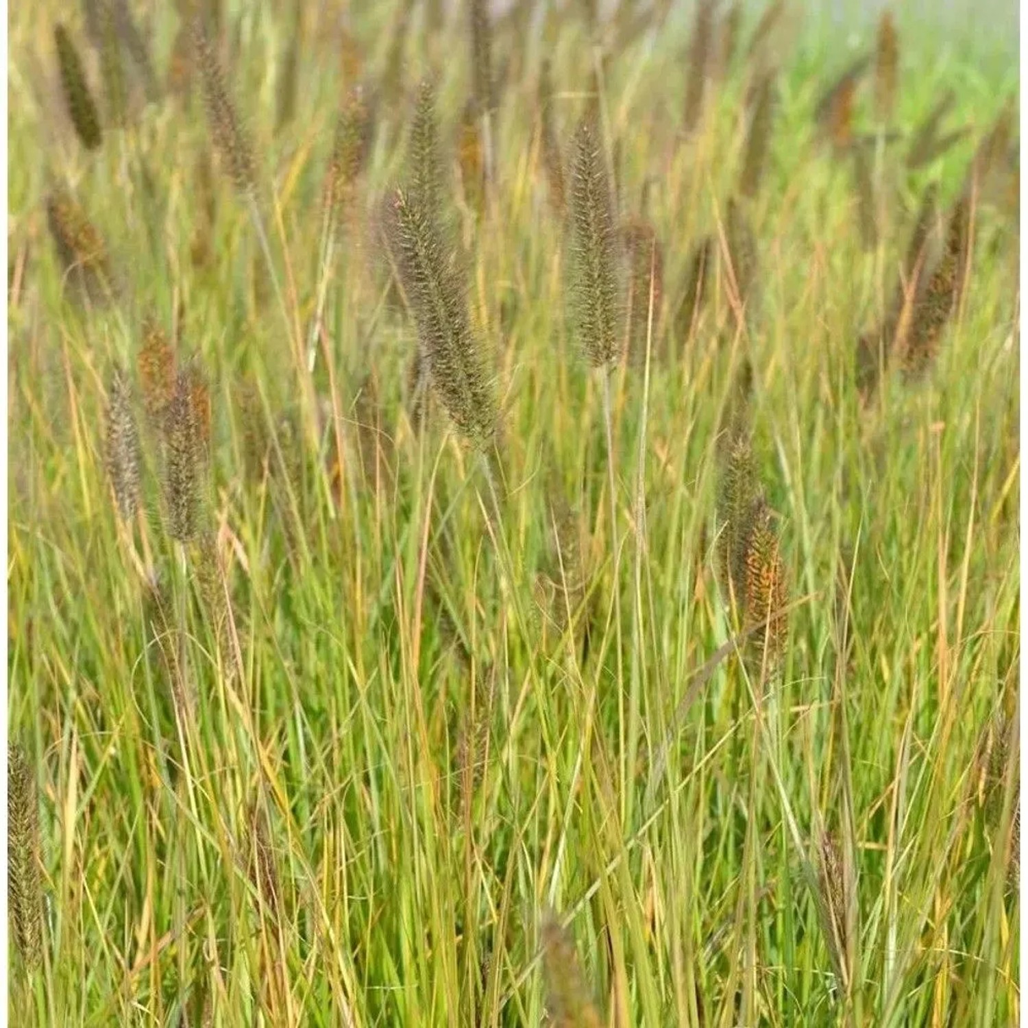 Lampenputzergras Moudry - großer Topf - Pennisetum alopecuroides