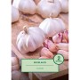Knoblauchzehen, 2 Stück, Sorte Flavor, ideal zum Pflanzen im Garten.