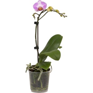 Schmetterlingsorchidee Little Kolibri mit lila-weißen Blüten im Topf, ca. 30cm hoch.