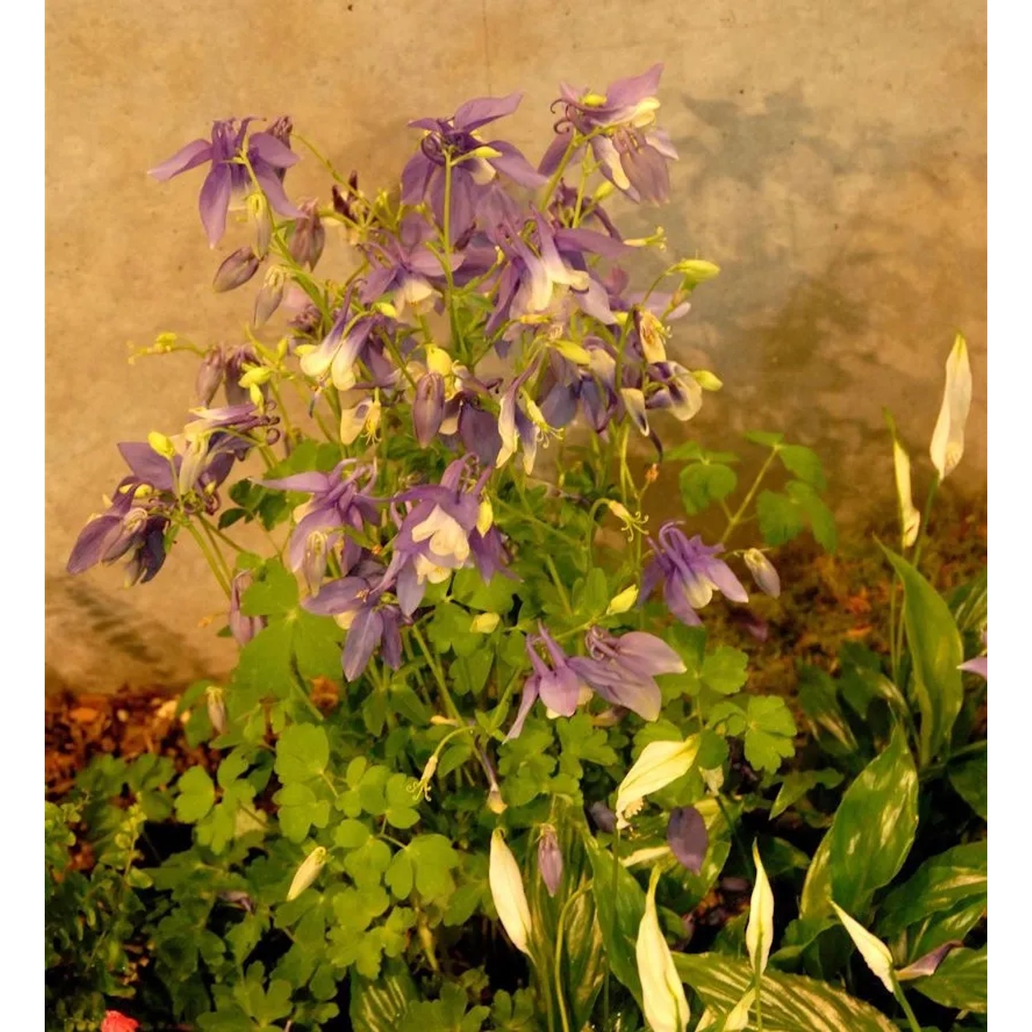 Akelei Blue Star - Aquilegia caerulea
