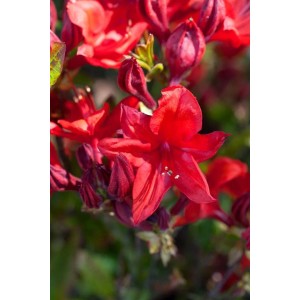 Nahaufnahme: Leuchtend rote Blüte des Rhododendron Royal Command.