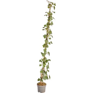 Großblättriger Irischer Efeu im Topf, ideal für eine dichte Efeuhecke. Set mit 150 Stück.