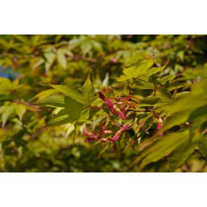 Acer Palmatum Osakazuki: Nahaufnahme von grünem Japanischen Ahorn mit roten Samen.