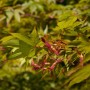 Acer Palmatum Osakazuki: Nahaufnahme von grünem Japanischen Ahorn mit roten Samen.