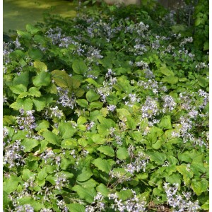 Bodendeckende Staudenclematis Praecox mit kleinen, hellen Blüten und grünen Blättern.