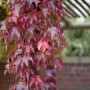 Kletterpflanze Parthenocissus Veitchii Robusta mit roten Blättern an einer Pergola.