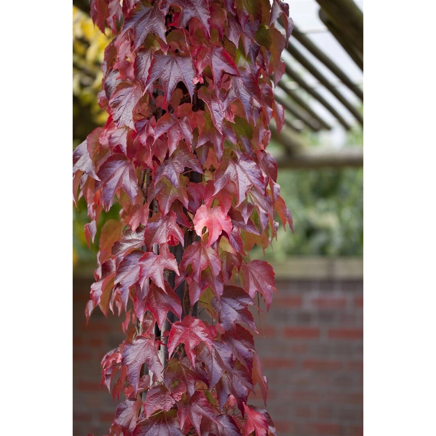 Parthenocissus Tricuspidata Veitchii Robusta Kletterpflanze 60–100 cm günstig online kaufen
