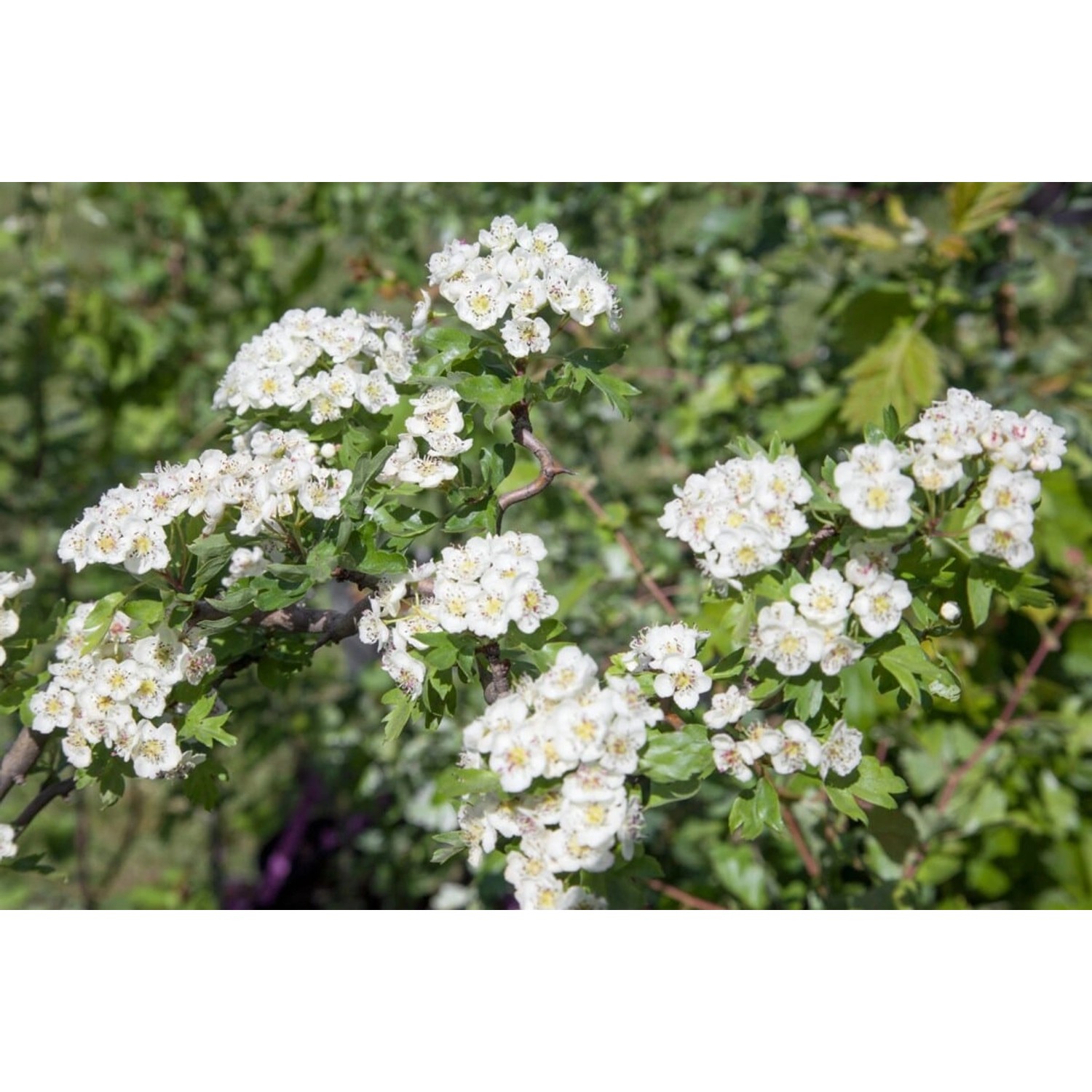 Crataegus Monogyna Pumila Weißdorn 80 cm Stammhöhe günstig online kaufen