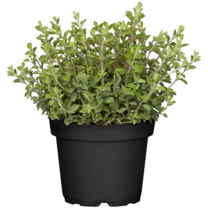 GROW by OBI Oregano im Topf, ein beliebtes Küchenkraut mit grünen Blättern im schwarzen Topf.
