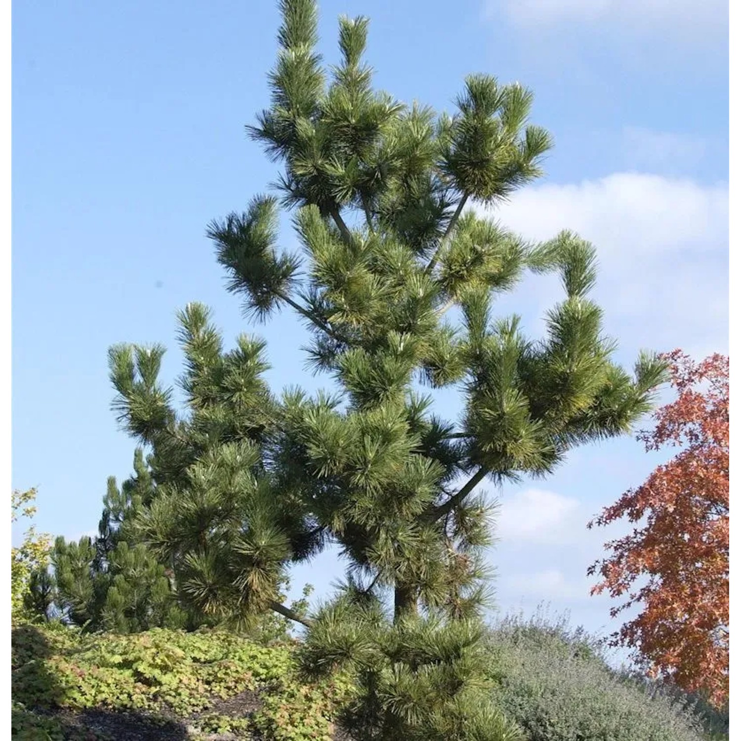 Japanische Schwarzkiefer 40-60cm - Pinus thunbergii