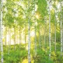 Komar Fototapete Sunday: Birkenwald mit Sonnenschein, Natur für Ihr Zuhause.