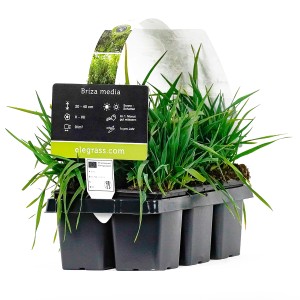 Zittergras (Briza media) im 6er-Pack, Höhe 20-30cm, Topf-Ø 9cm, Ziergras für Beet und Garten.